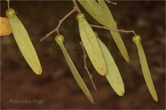 Ventilago denticulata